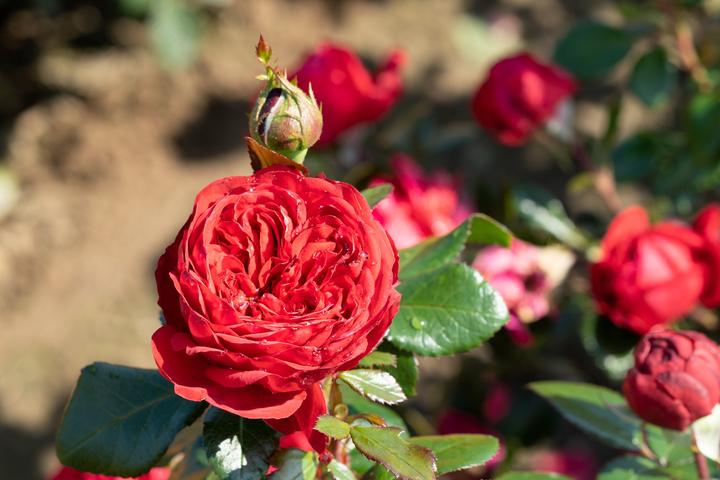 Rosa Matchis