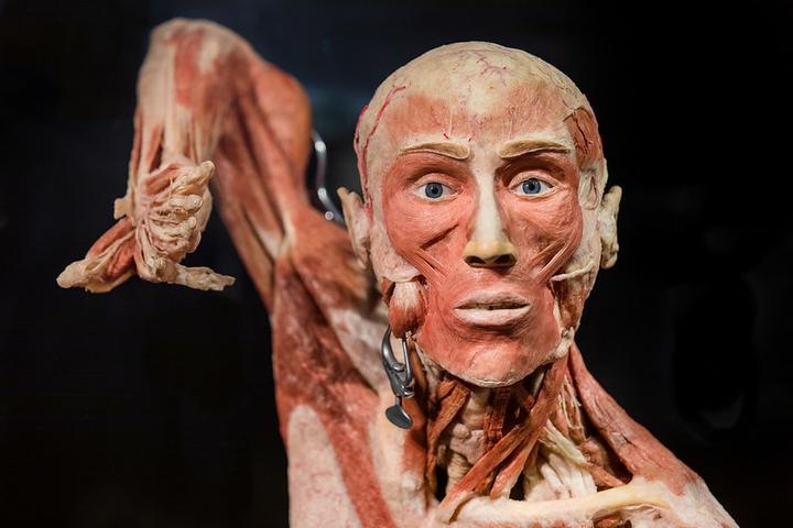 Ticket BODYWORLDS in Amsterdam